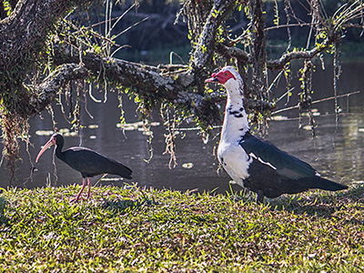 Bare-faced ibis and muscovy duck