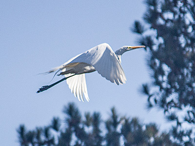 Great white egret