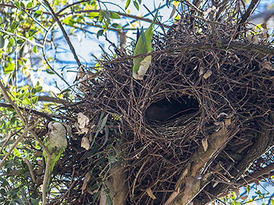 Monk parakeets building a nest
