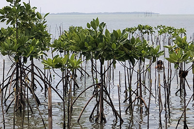 Mangroves