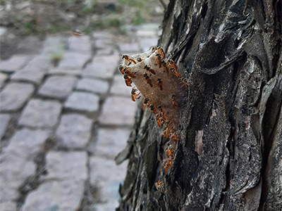 Stachellose Bienen am Eingang ihres Nestes